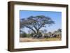 Botswana. Breeding Herd of Elephants Gathering under an Acacia Tree-Inger Hogstrom-Framed Photographic Print