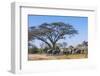 Botswana. Breeding Herd of Elephants Gathering under an Acacia Tree-Inger Hogstrom-Framed Photographic Print