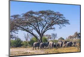 Botswana. Breeding Herd of Elephants Gathering under an Acacia Tree-Inger Hogstrom-Mounted Photographic Print