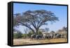 Botswana. Breeding Herd of Elephants Gathering under an Acacia Tree-Inger Hogstrom-Framed Stretched Canvas