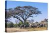 Botswana. Breeding Herd of Elephants Gathering under an Acacia Tree-Inger Hogstrom-Stretched Canvas