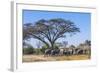 Botswana. Breeding Herd of Elephants Gathering under an Acacia Tree-Inger Hogstrom-Framed Photographic Print