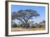 Botswana. Breeding Herd of Elephants Gathering under an Acacia Tree-Inger Hogstrom-Framed Photographic Print