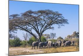 Botswana. Breeding Herd of Elephants Gathering under an Acacia Tree-Inger Hogstrom-Mounted Photographic Print