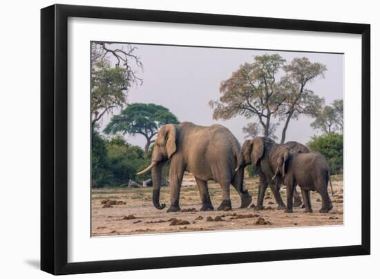 Botswana. Breeding Herd of Elephants Walking Closely Together to Protect Infants-Inger Hogstrom-Framed Photographic Print