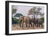 Botswana. Breeding Herd of Elephants Walking Closely Together to Protect Infants-Inger Hogstrom-Framed Photographic Print