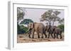 Botswana. Breeding Herd of Elephants Walking Closely Together to Protect Infants-Inger Hogstrom-Framed Photographic Print