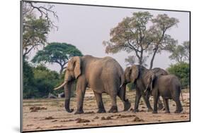 Botswana. Breeding Herd of Elephants Walking Closely Together to Protect Infants-Inger Hogstrom-Mounted Photographic Print