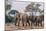 Botswana. Breeding Herd of Elephants Walking Closely Together to Protect Infants-Inger Hogstrom-Mounted Photographic Print