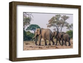 Botswana. Breeding Herd of Elephants Walking Closely Together to Protect Infants-Inger Hogstrom-Framed Photographic Print