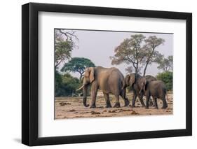 Botswana. Breeding Herd of Elephants Walking Closely Together to Protect Infants-Inger Hogstrom-Framed Photographic Print