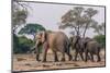 Botswana. Breeding Herd of Elephants Walking Closely Together to Protect Infants-Inger Hogstrom-Mounted Photographic Print