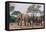 Botswana. Breeding Herd of Elephants Walking Closely Together to Protect Infants-Inger Hogstrom-Framed Stretched Canvas