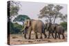 Botswana. Breeding Herd of Elephants Walking Closely Together to Protect Infants-Inger Hogstrom-Stretched Canvas