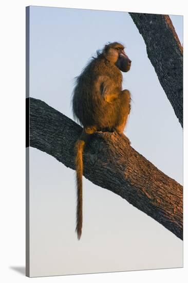 Botswana. Chacma Baboon at Sunrise Watching for Predators While the Troop Eats-Inger Hogstrom-Stretched Canvas