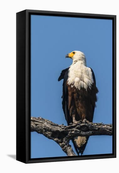 Botswana. Chobe National Park. African Fish Eagle Looks Out for a Meal-Inger Hogstrom-Framed Stretched Canvas