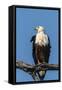 Botswana. Chobe National Park. African Fish Eagle Looks Out for a Meal-Inger Hogstrom-Framed Stretched Canvas