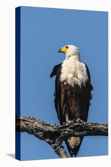 Botswana. Chobe National Park. African Fish Eagle Looks Out for a Meal-Inger Hogstrom-Stretched Canvas