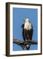 Botswana. Chobe National Park. African Fish Eagle Looks Out for a Meal-Inger Hogstrom-Framed Photographic Print