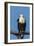 Botswana. Chobe National Park. African Fish Eagle Looks Out for a Meal-Inger Hogstrom-Framed Photographic Print