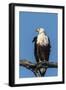 Botswana. Chobe National Park. African Fish Eagle Looks Out for a Meal-Inger Hogstrom-Framed Photographic Print