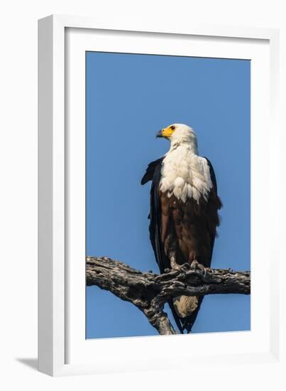 Botswana. Chobe National Park. African Fish Eagle Looks Out for a Meal-Inger Hogstrom-Framed Photographic Print