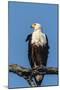 Botswana. Chobe National Park. African Fish Eagle Looks Out for a Meal-Inger Hogstrom-Mounted Photographic Print