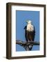 Botswana. Chobe National Park. African Fish Eagle Looks Out for a Meal-Inger Hogstrom-Framed Photographic Print