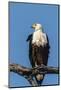 Botswana. Chobe National Park. African Fish Eagle Looks Out for a Meal-Inger Hogstrom-Mounted Photographic Print