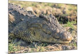 Botswana. Chobe National Park. Botswana. Chobe National Park. Nile Crocodile-Inger Hogstrom-Mounted Premium Photographic Print