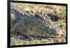 Botswana. Chobe National Park. Botswana. Chobe National Park. Nile Crocodile-Inger Hogstrom-Framed Premium Photographic Print