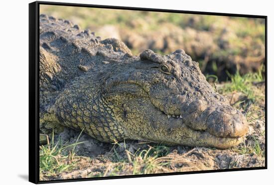 Botswana. Chobe National Park. Botswana. Chobe National Park. Nile Crocodile-Inger Hogstrom-Framed Stretched Canvas