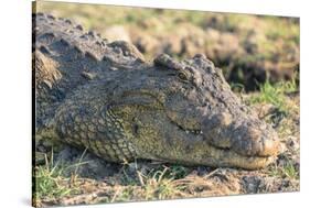 Botswana. Chobe National Park. Botswana. Chobe National Park. Nile Crocodile-Inger Hogstrom-Stretched Canvas