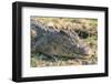 Botswana. Chobe National Park. Botswana. Chobe National Park. Nile Crocodile-Inger Hogstrom-Framed Photographic Print