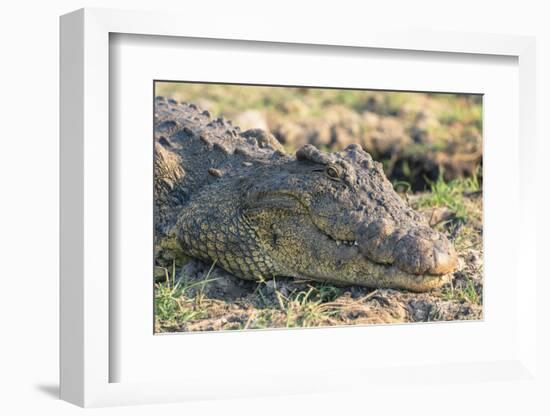 Botswana. Chobe National Park. Botswana. Chobe National Park. Nile Crocodile-Inger Hogstrom-Framed Photographic Print