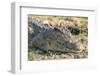 Botswana. Chobe National Park. Botswana. Chobe National Park. Nile Crocodile-Inger Hogstrom-Framed Photographic Print