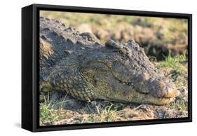 Botswana. Chobe National Park. Botswana. Chobe National Park. Nile Crocodile-Inger Hogstrom-Framed Stretched Canvas