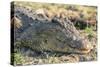 Botswana. Chobe National Park. Botswana. Chobe National Park. Nile Crocodile-Inger Hogstrom-Stretched Canvas