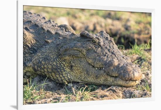 Botswana. Chobe National Park. Botswana. Chobe National Park. Nile Crocodile-Inger Hogstrom-Framed Photographic Print