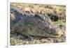 Botswana. Chobe National Park. Botswana. Chobe National Park. Nile Crocodile-Inger Hogstrom-Framed Photographic Print