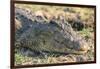 Botswana. Chobe National Park. Botswana. Chobe National Park. Nile Crocodile-Inger Hogstrom-Framed Photographic Print