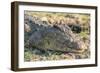 Botswana. Chobe National Park. Botswana. Chobe National Park. Nile Crocodile-Inger Hogstrom-Framed Photographic Print