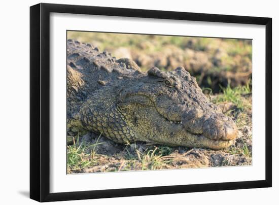 Botswana. Chobe National Park. Botswana. Chobe National Park. Nile Crocodile-Inger Hogstrom-Framed Photographic Print