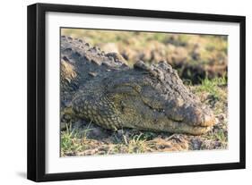 Botswana. Chobe National Park. Botswana. Chobe National Park. Nile Crocodile-Inger Hogstrom-Framed Photographic Print