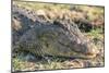 Botswana. Chobe National Park. Botswana. Chobe National Park. Nile Crocodile-Inger Hogstrom-Mounted Photographic Print