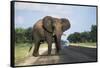 Botswana, Chobe National Park, Elephant Calf Crossing Highway-Paul Souders-Framed Stretched Canvas