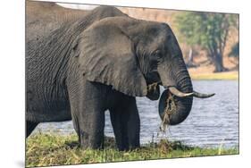 Botswana. Chobe National Park. Elephant Grazing on an Island in the Chobe River-Inger Hogstrom-Mounted Premium Photographic Print