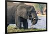 Botswana. Chobe National Park. Elephant Grazing on an Island in the Chobe River-Inger Hogstrom-Framed Premium Photographic Print