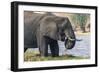 Botswana. Chobe National Park. Elephant Grazing on an Island in the Chobe River-Inger Hogstrom-Framed Photographic Print