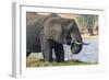 Botswana. Chobe National Park. Elephant Grazing on an Island in the Chobe River-Inger Hogstrom-Framed Photographic Print